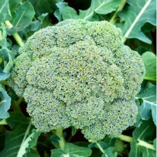 Broccoli-Leonora